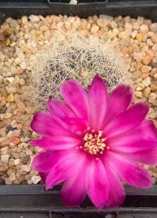 Weingartia tarabucoensis