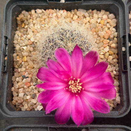 Weingartia tarabucoensis
