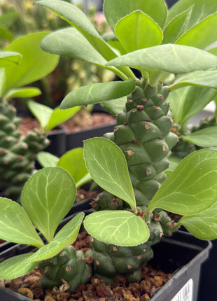 Euphorbia ritchiei subsp. nyambensis
