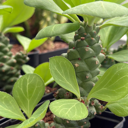 Euphorbia ritchiei subsp. nyambensis