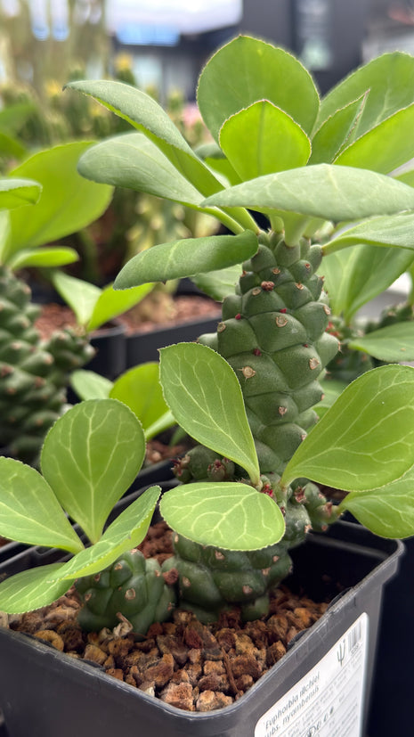 Euphorbia ritchiei subsp. nyambensis
