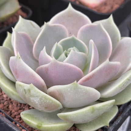 Echeveria ‘Lola’