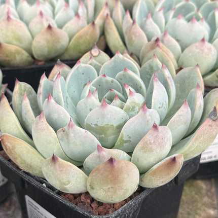 Echeveria chihuahuensis ‘Giant Form’