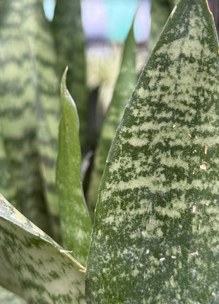 Dracaena trifasciata ‘Black Coral’