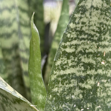 Dracaena trifasciata 'Black Coral'