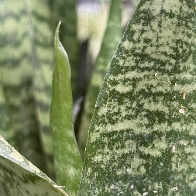 Dracaena trifasciata ‘Black Coral’