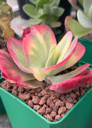 Kalanchoe thyrsiflora f. variegata