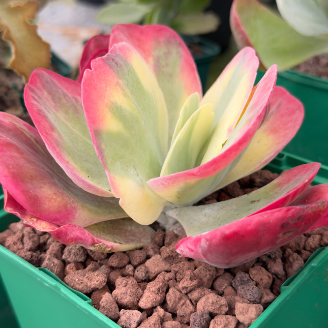 Kalanchoe thyrsiflora f. variegada
