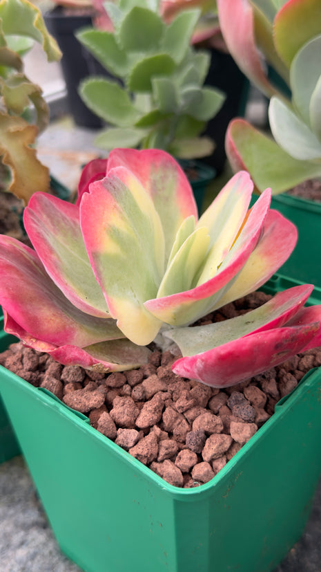 Kalanchoe thyrsiflora f. variegata