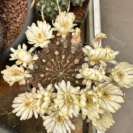 Gymnocalycium quelianun