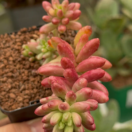 Sedum rubrotinctum