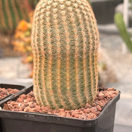 Pareja Cactus “Barbie” y “Ken”
