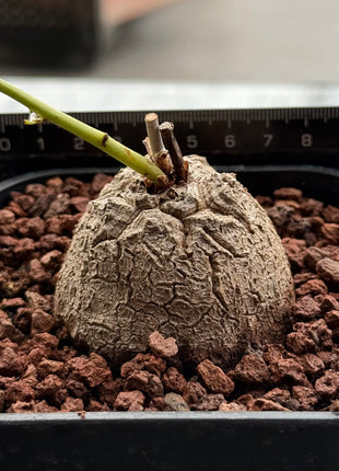 Dioscorea elephantipes “Planta Tortuga”