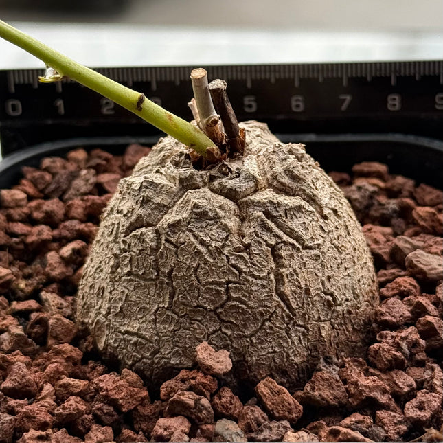 Dioscorea Elephantipes