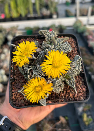 Faucaria felina subs. Tuberosa Lebenslauf. „Super Warty“.