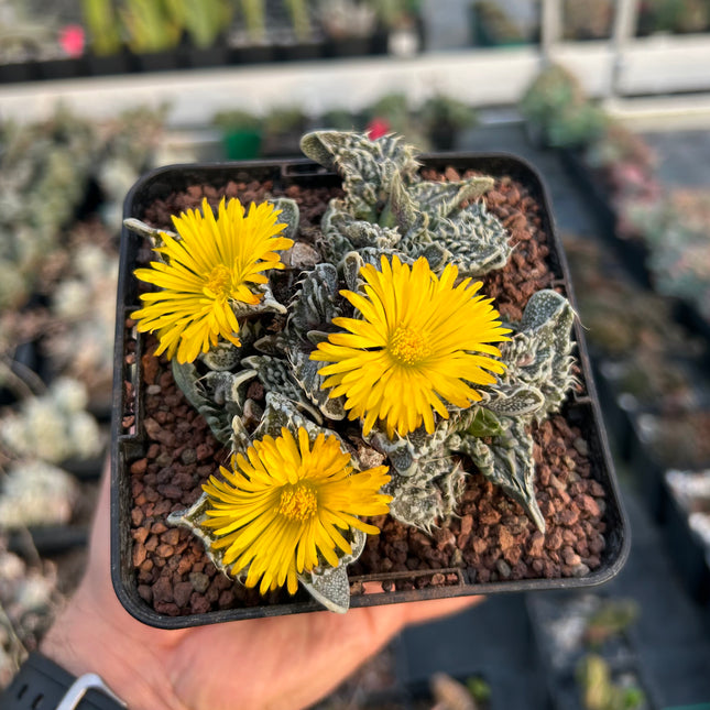 Faucaria felina subs. Tuberosa Lebenslauf. „Super Warty“.