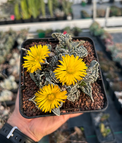 Faucaria felina subs. tuberosa cv. ´Super Warty´