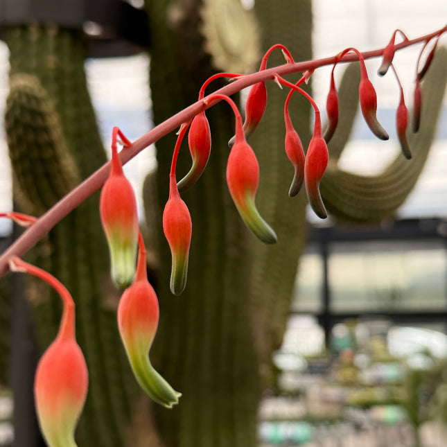 Gasteria carinata var. verrucosa