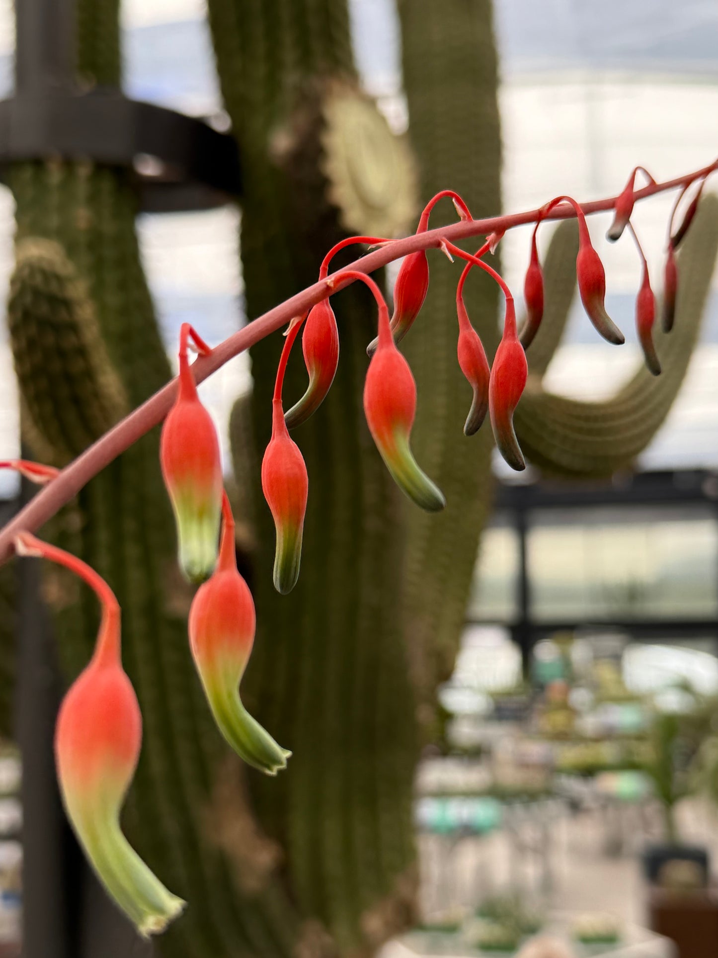 Gasteria carinata var. warty