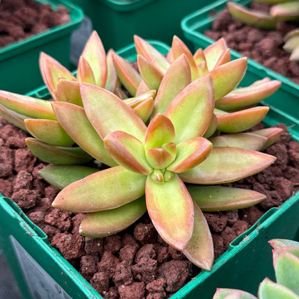 Sedum nussbaumerianum