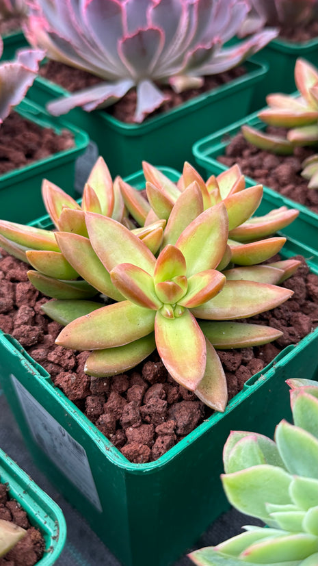 Sedum nussbaumerianum