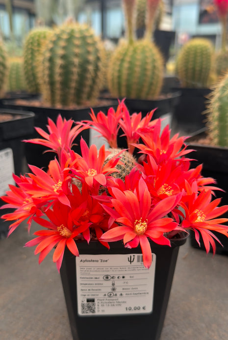 Aylostera ‘Zoe’