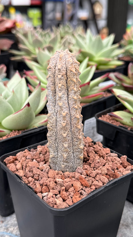 Euphorbia abdelkuri