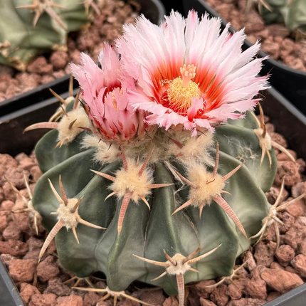 Echinocactus texensis