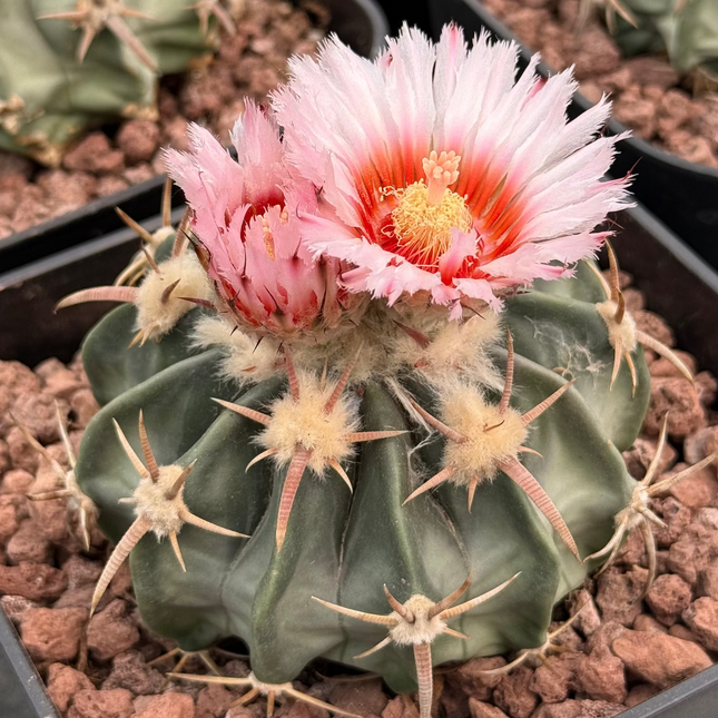 Echinocactus texensis