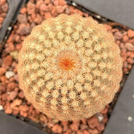 Pareja Cactus “Barbie” y “Ken”