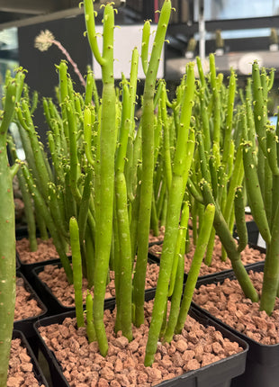 Euphorbia alluaudii