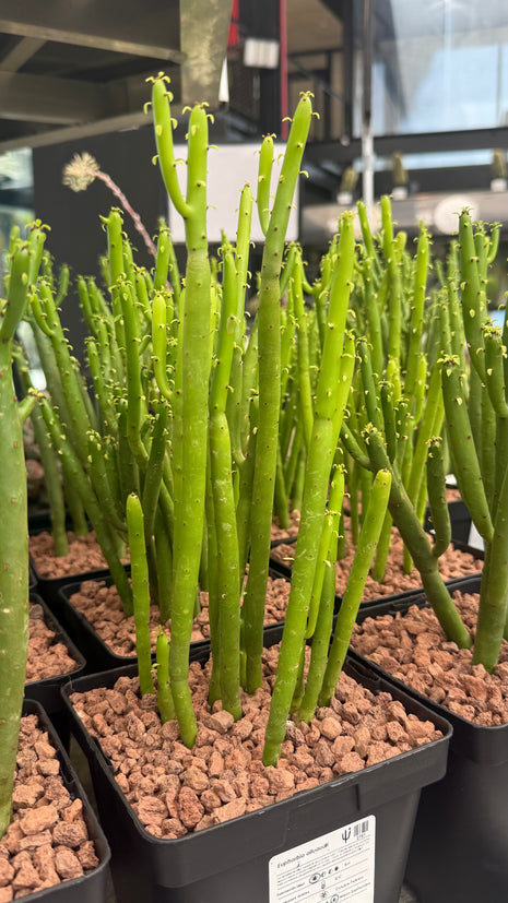Euphorbia alluaudii