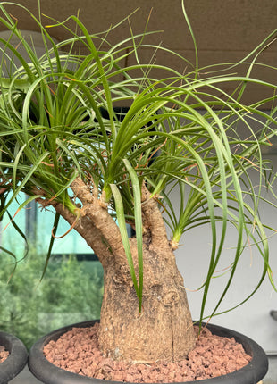Beaucarnea recurvata “Pata de Elefante”