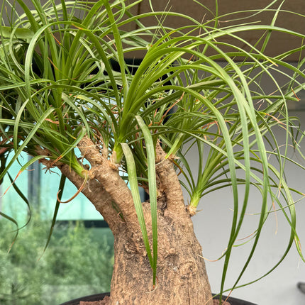 Beaucarnea recurvata “Pata de Elefante”