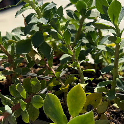 Euphorbia myrsinites