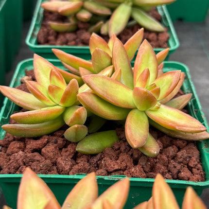 Sedum nussbaumerianum