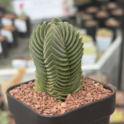 Crassula „Buddhas Tempel“