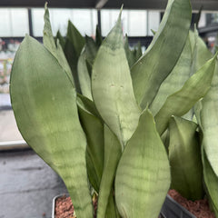 Collection image for: Indoor xerophytic total inventory