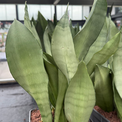Dracaena (Sansevieria) 'Moonshine'