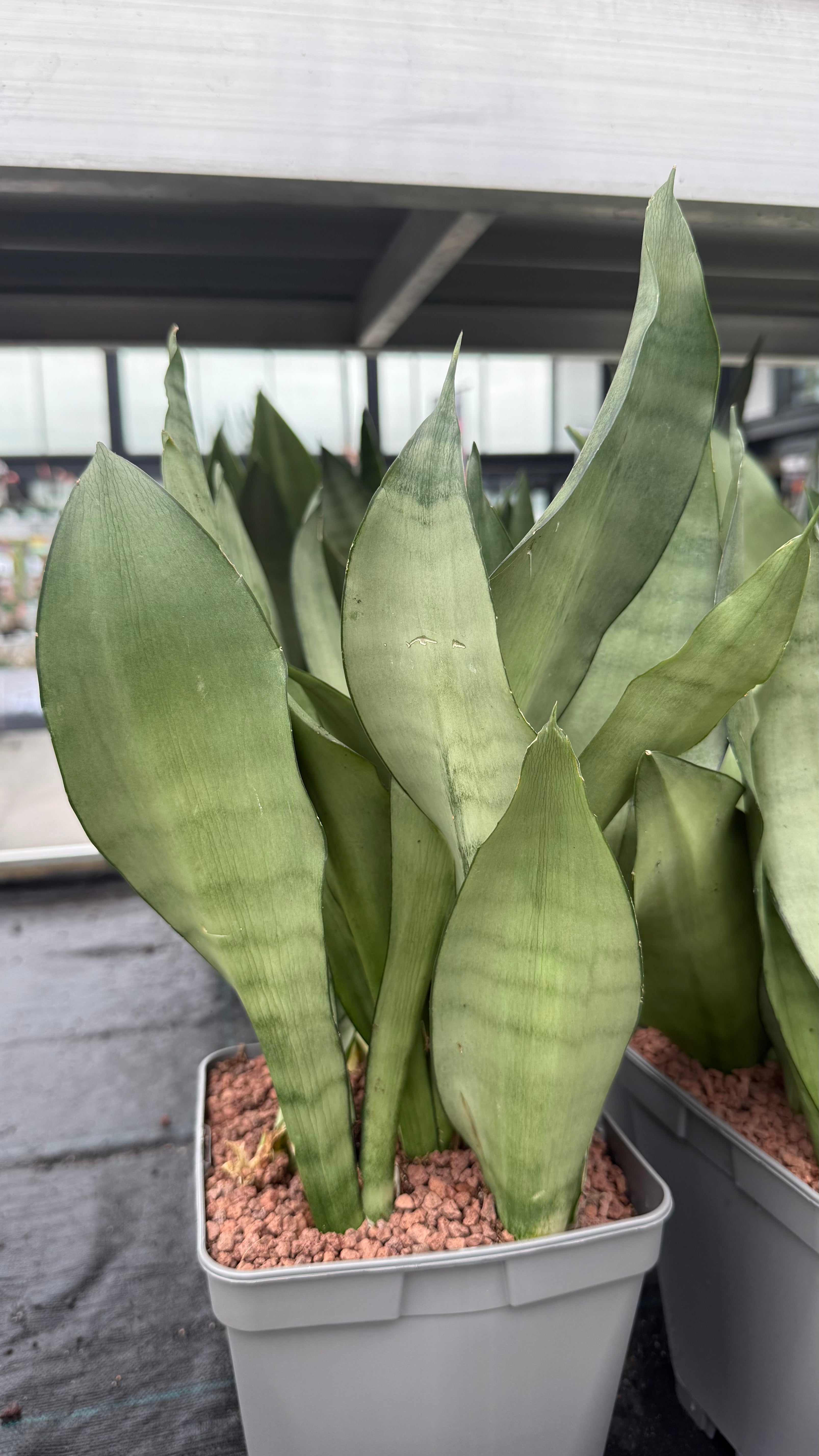 dracaena moonshine Dracaena (Sansevieria) 'Moonshine' – DesertSTORE.es