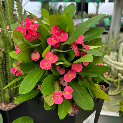 Euphorbia milii