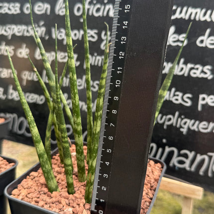 Dracaena cylindrica ‘Fan’