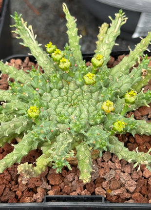 Euphorbia gorgonis