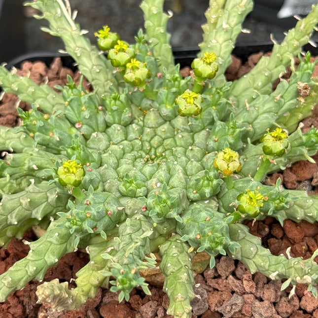 Euphorbia gorgonis