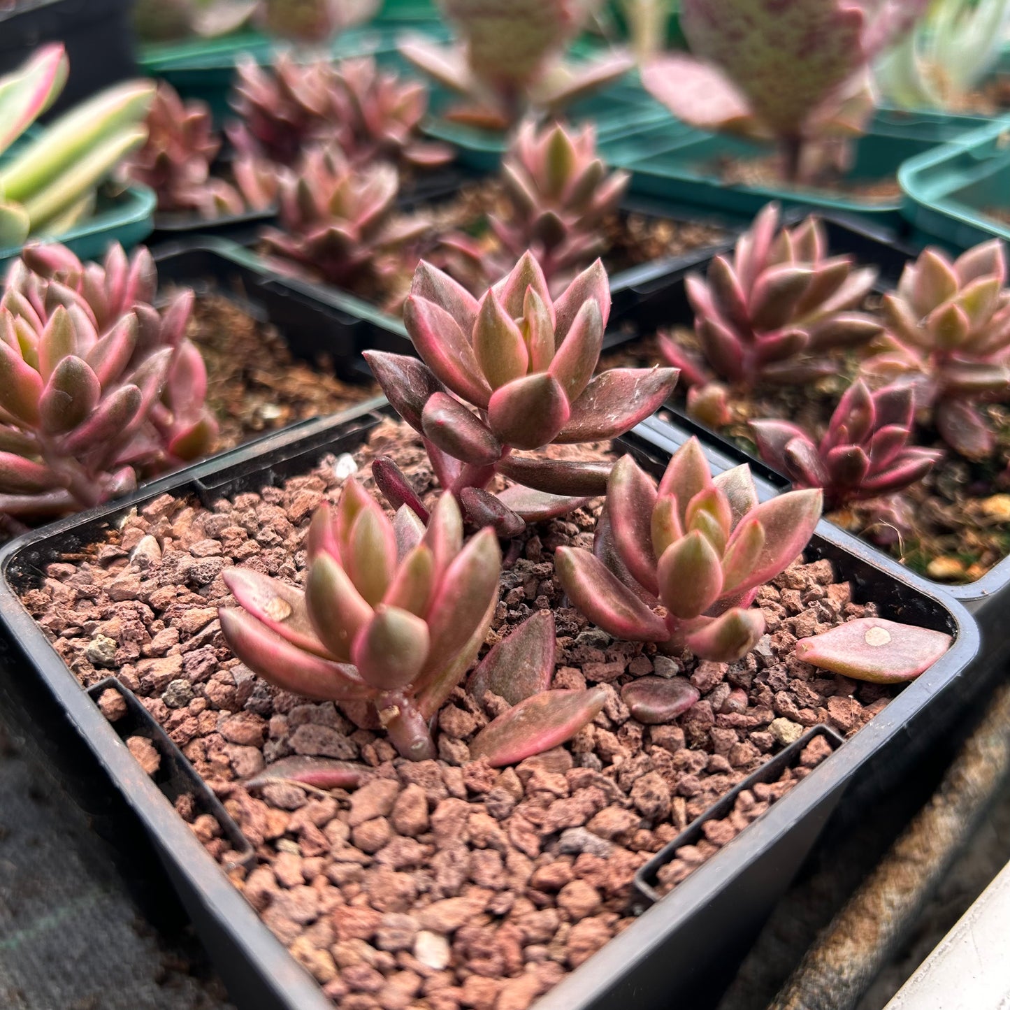 x Lenopetalum 'Chocolate and Strawberries'