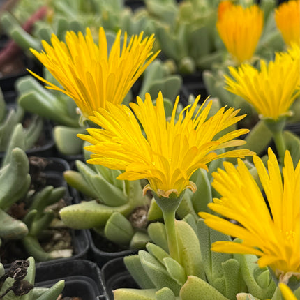 Cheiridopsis imitans