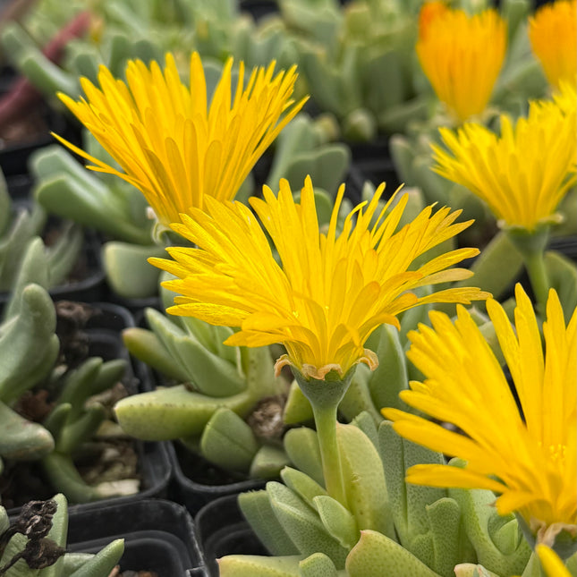 Cheiridopsis imitans