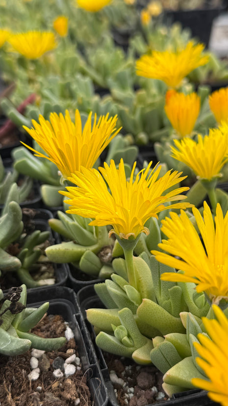 Cheiridopsis imitans