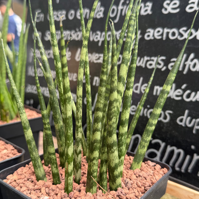 Dracaena cylindrica ‘Fan’