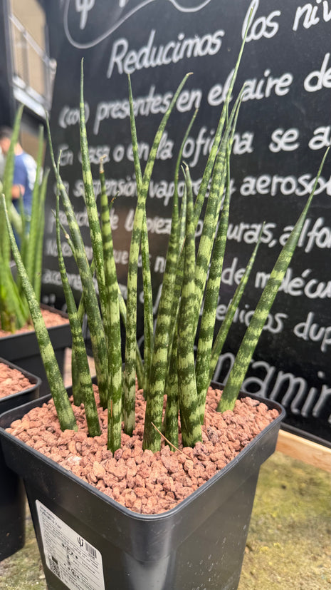 Dracaena cylindrica ‘Fan’